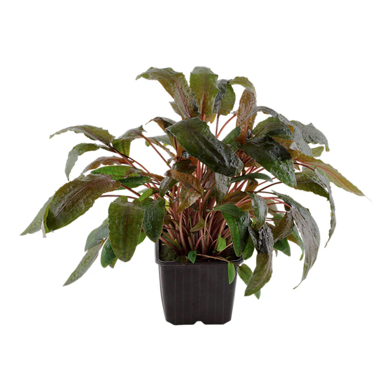 Cryptocoryne wendtii 'Tropica' Nr.11 ca. 10-15 cm XL potte