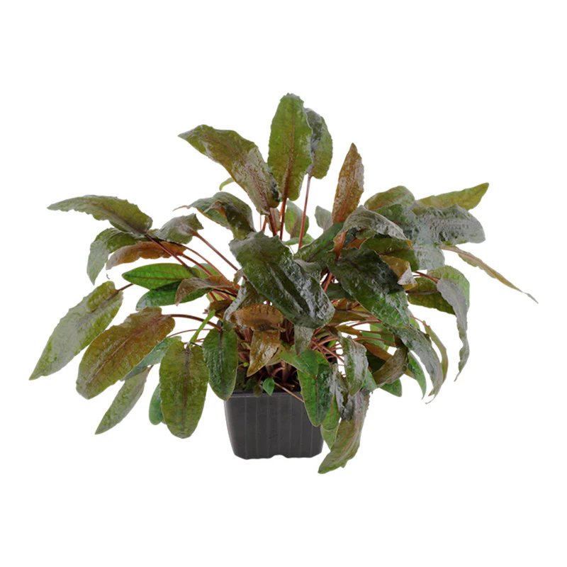 Cryptocoryne wendtii 'Tropica' Nr.11 ca. 10-15 cm XL potte - Image 2