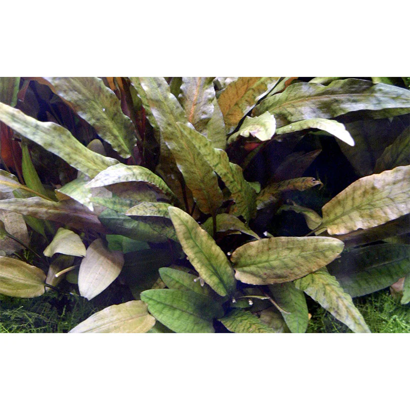 Cryptocoryne wendtii 'Tropica' Nr.11 ca. 10-15 cm XL potte - Image 3