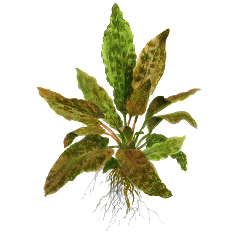 Cryptocoryne wendtii 'Tropica' Nr.11 ca. 10-15 cm XL potte - Image 4