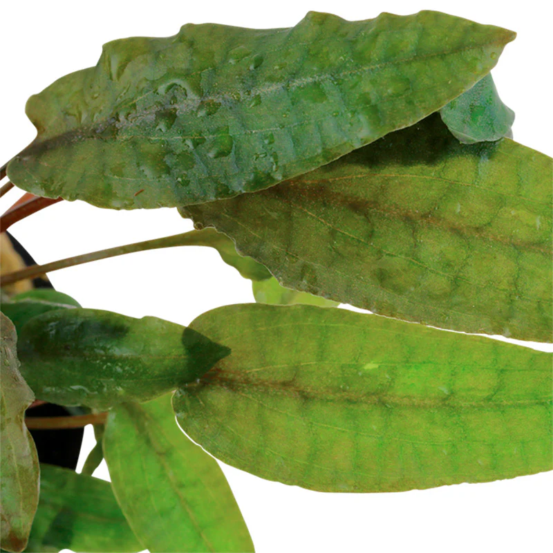 Cryptocoryne wendtii 'Tropica' Nr.7 potte - Image 2