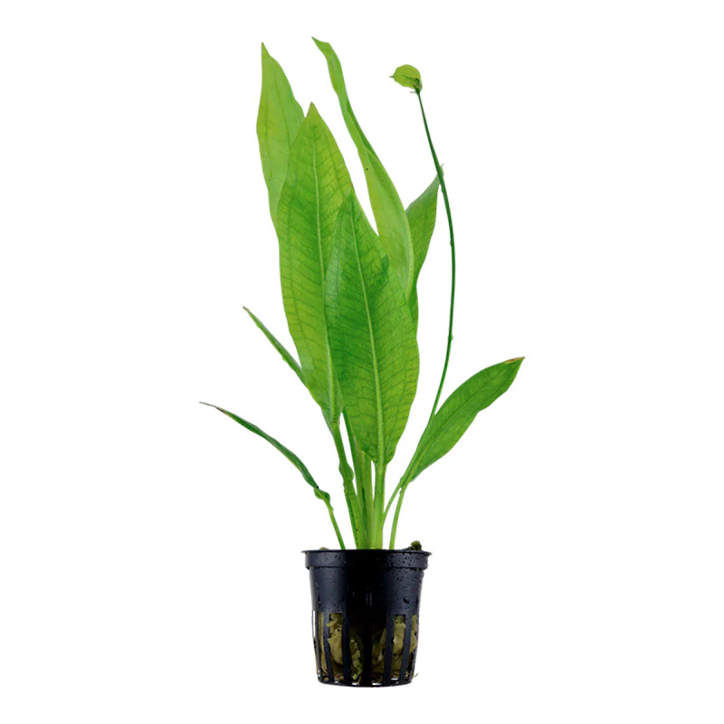 Echinodorus Grisebachii 'Bleheri' Nr.6 potte
