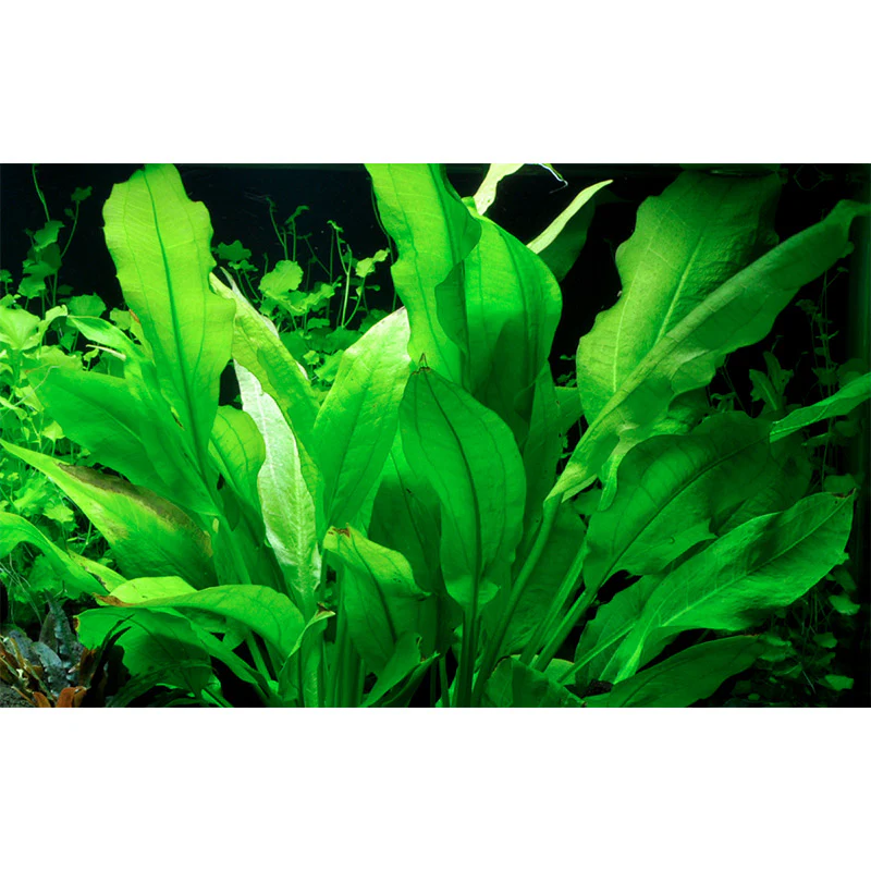Echinodorus Grisebachii 'Bleheri' Nr.6 potte - Image 4