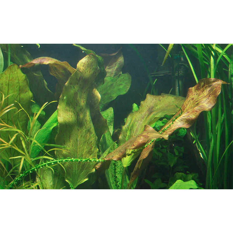 Echinodorus 'Ozelot' Nr.12 ca. 20-50 cm XL potte - Image 2