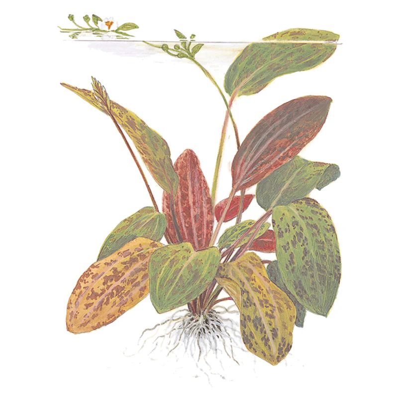 Echinodorus 'Ozelot' Nr.12 ca. 20-50 cm XL potte - Image 3