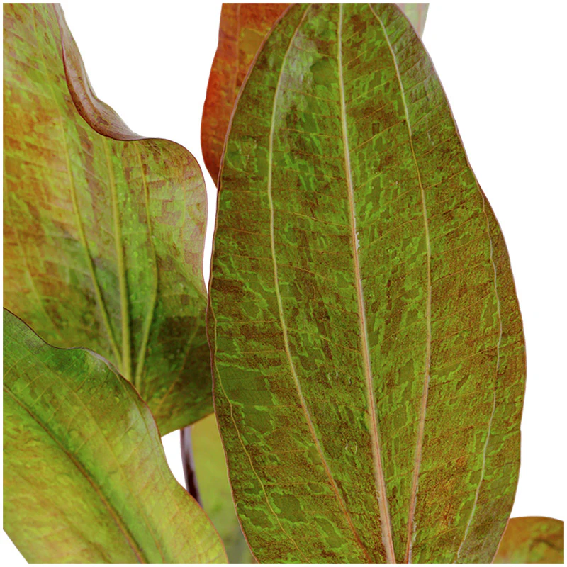 Echinodorus 'Ozelot' Nr.8 ca. 20-40 cm - Image 2