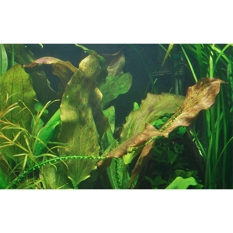 Echinodorus 'Ozelot' Nr.8 ca. 20-40 cm - Image 3