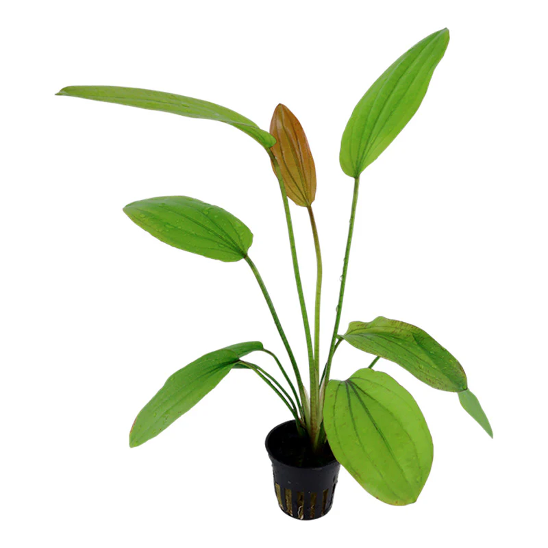 Echinodorus 'Rosé' Nr.8 ca. 25-40 cm - Image 2