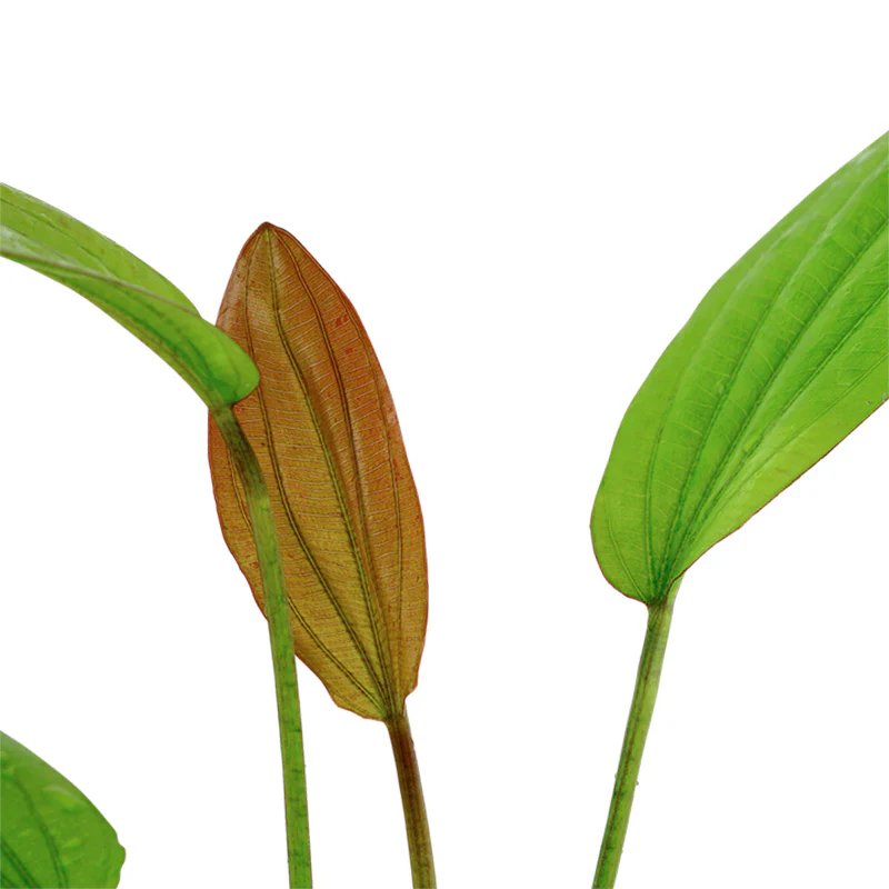 Echinodorus 'Rosé' Nr.8 ca. 25-40 cm - Image 3