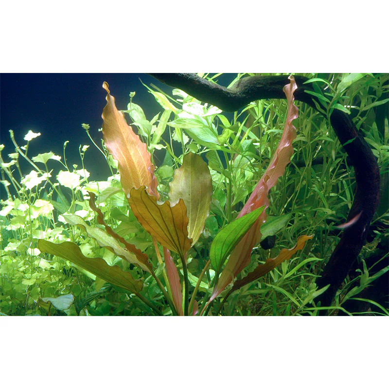 Echinodorus 'Rosé' Nr.8 ca. 25-40 cm - Image 4