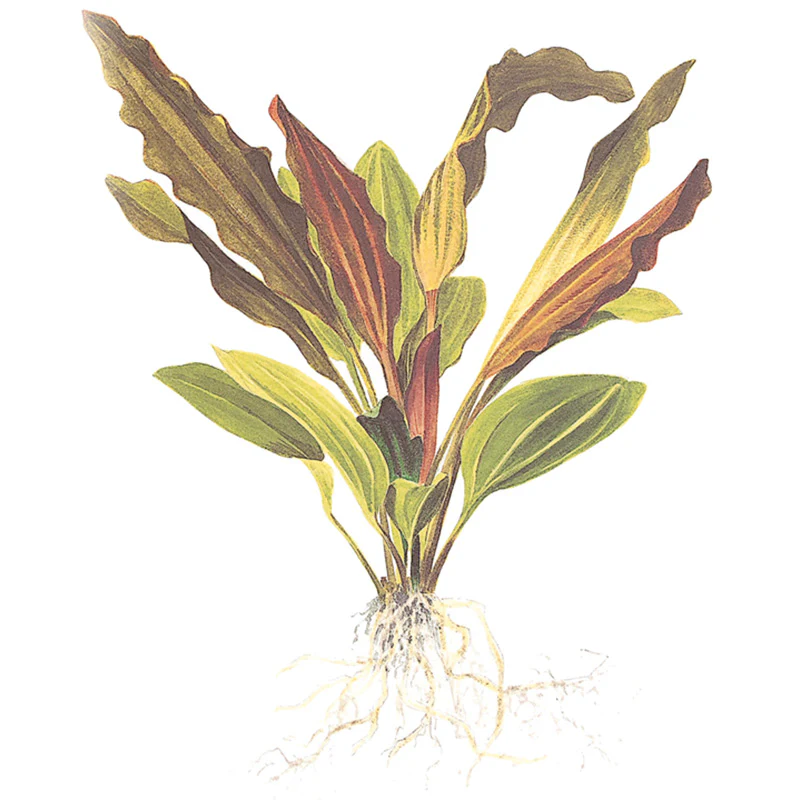 Echinodorus 'Rosé' Nr.8 ca. 25-40 cm - Image 5