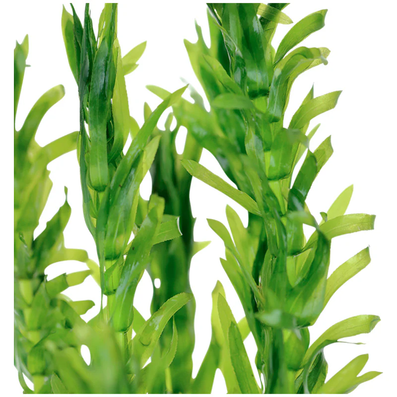 Egeria dinsa - Image 2