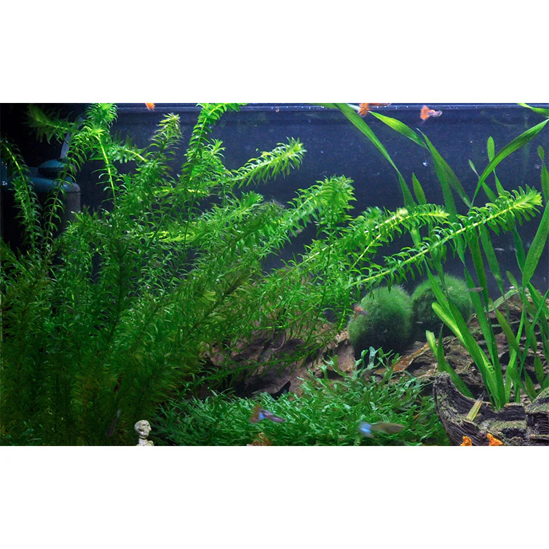 Egeria dinsa - Image 3