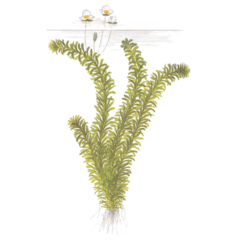 Egeria dinsa - Image 4