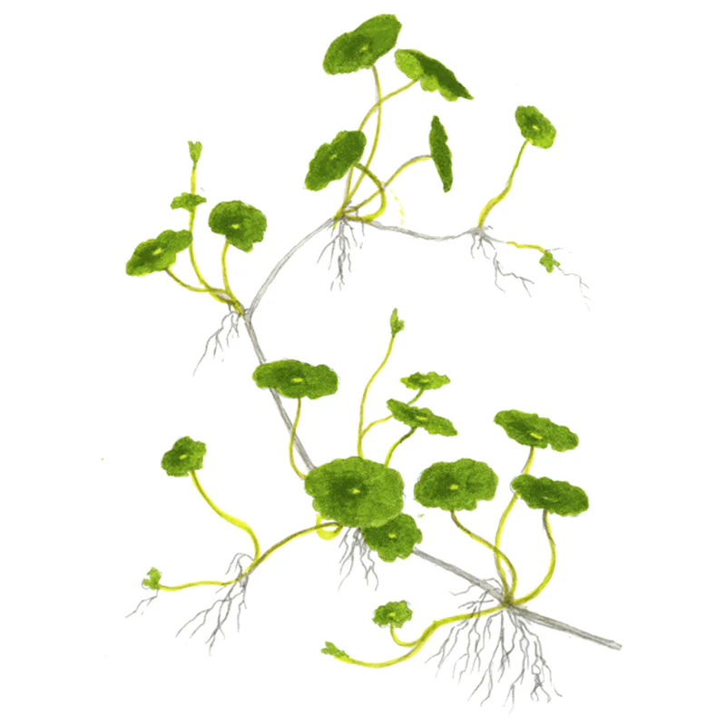 Hydrocotyle verticilla Nr.6 ca. 3-7 cm - Image 4