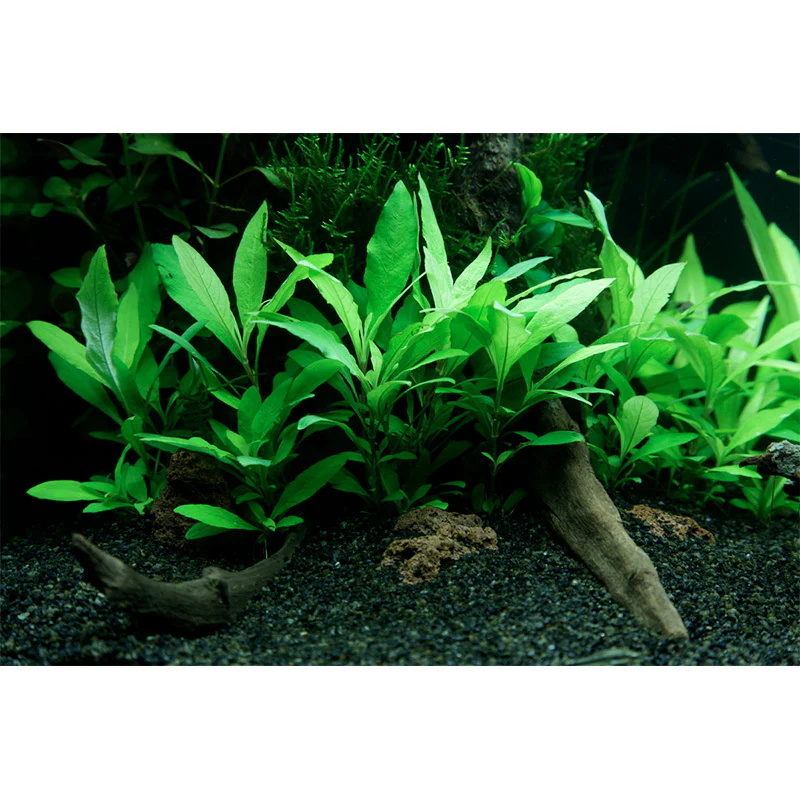 Hygrophila corymbosa 'Siamensis 53B' Nr.4 - Image 4