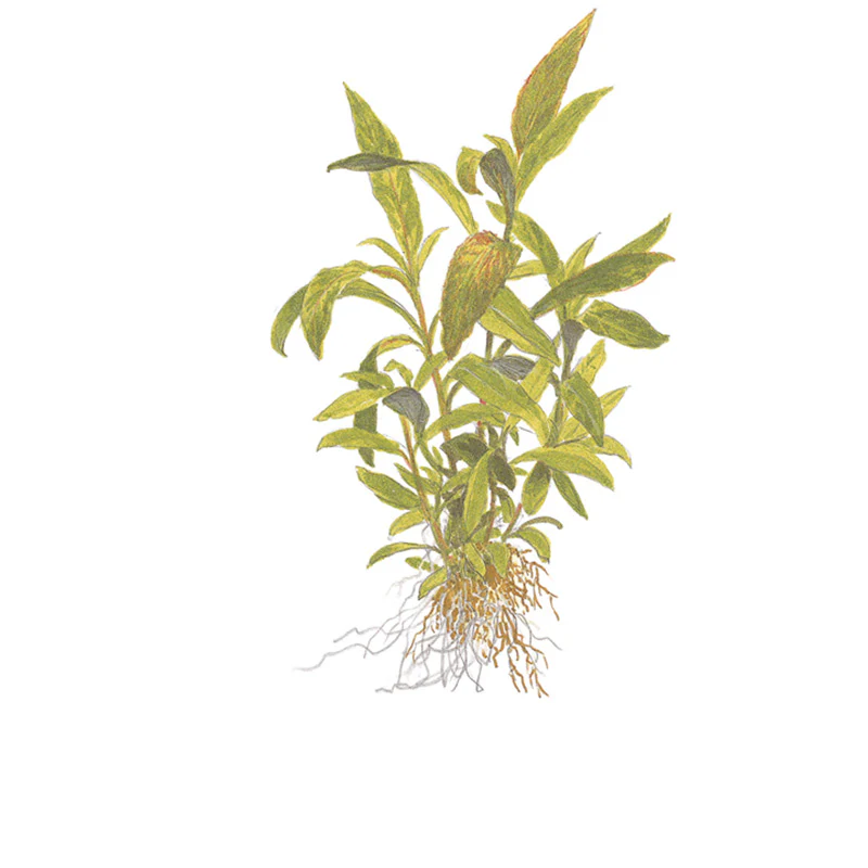 Hygrophila corymbosa 'Siamensis 53B' Nr.4 - Image 5