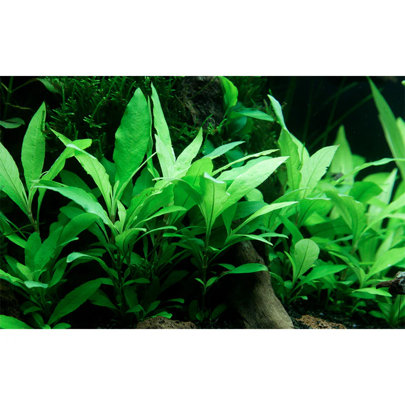 Hygrophila corymbosa 'Siamensis 53B' Nr.5 potte - Image 4