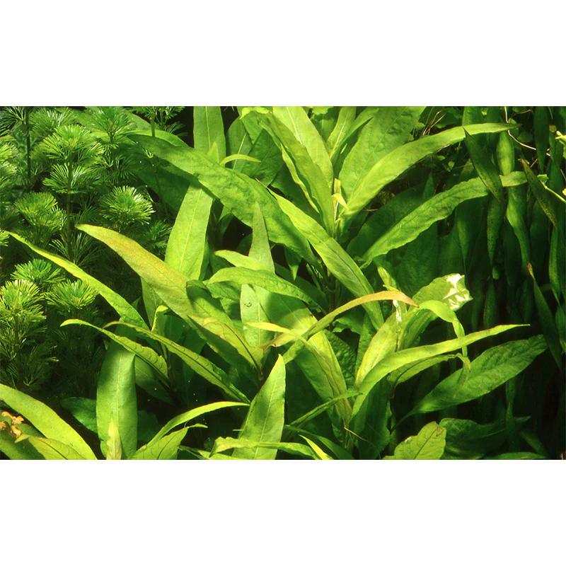 Hygrophila corymbosa 'Siamensis' Nr.10 ca. 15-40 cm XL potte - Image 4