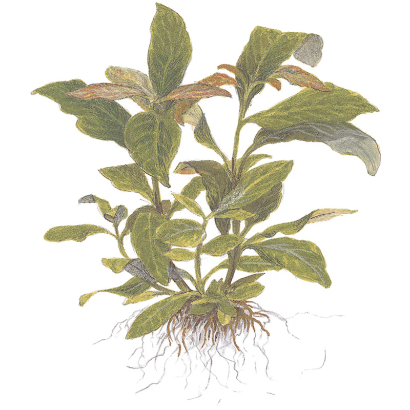 Hygrophila corymbosa 'Siamensis' Nr.10 ca. 15-40 cm XL potte - Image 5