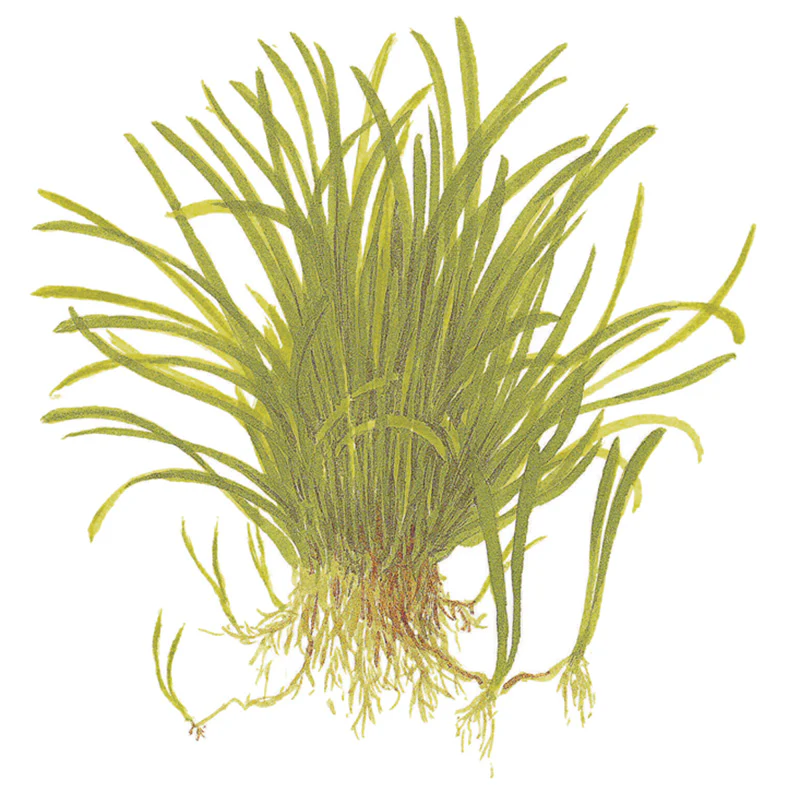 Lilaeopsis brasiliensis Nr.6 potte - Image 5