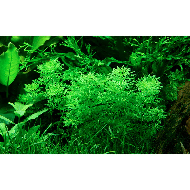 Limnophila sessiliflora Nr.6potte - Image 3