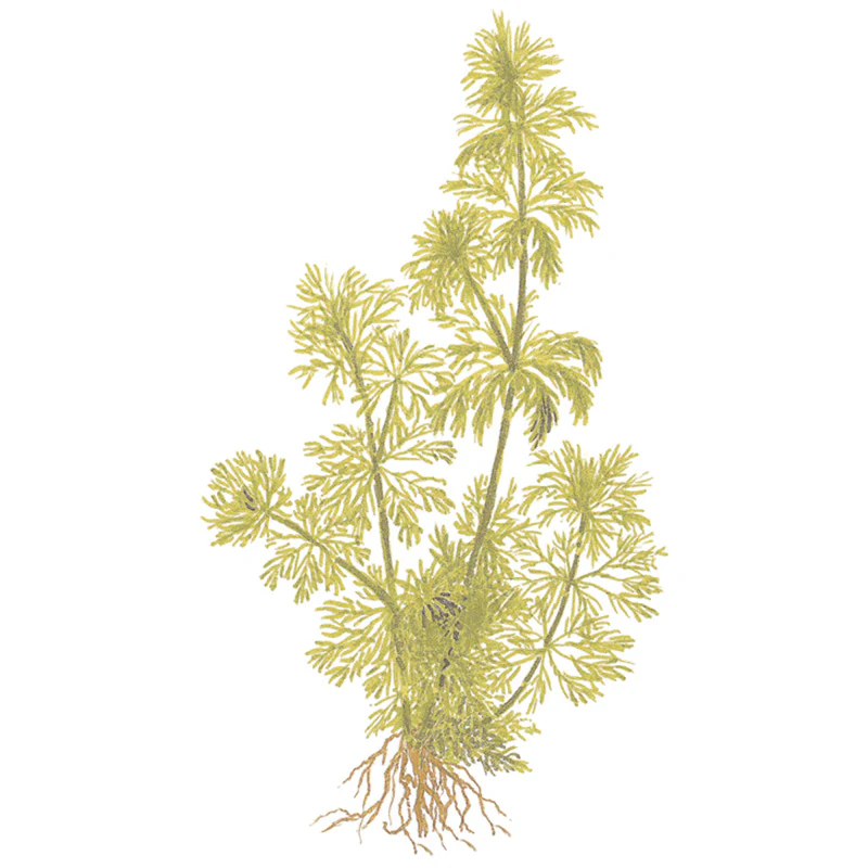 Limnophila sessiliflora Nr.6potte - Image 4