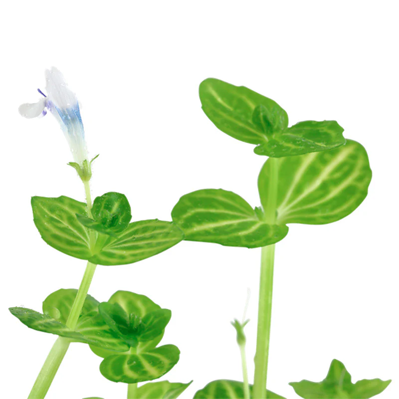 Lindernia rotundifolia Nr.6 ca. 15-30 cm - Image 3