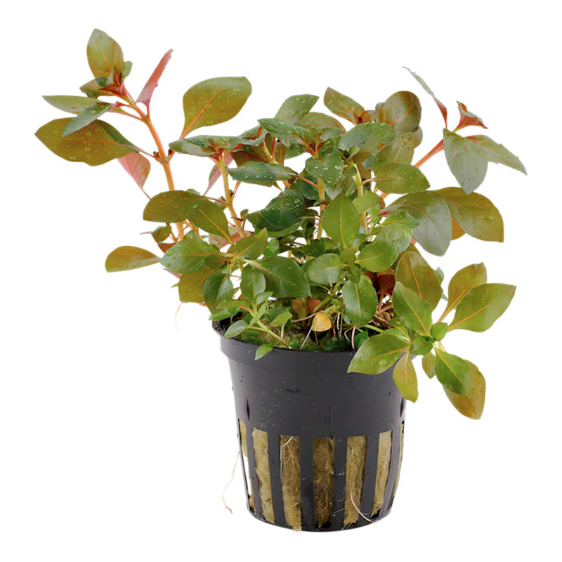 Ludwigia repens 'Rubin' Nr.7 potte