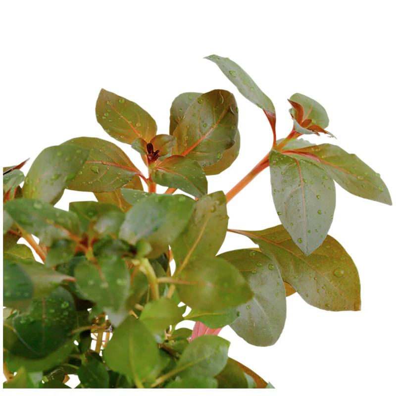 Ludwigia repens 'Rubin' Nr.7 potte - Image 2