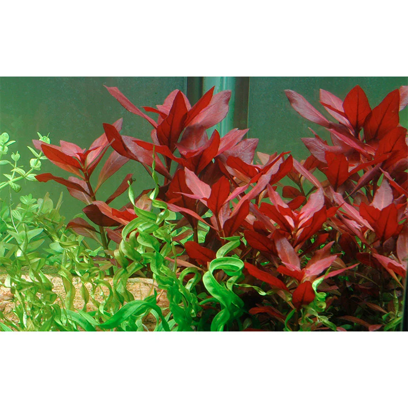 Ludwigia repens 'Rubin' Nr.7 potte - Image 3