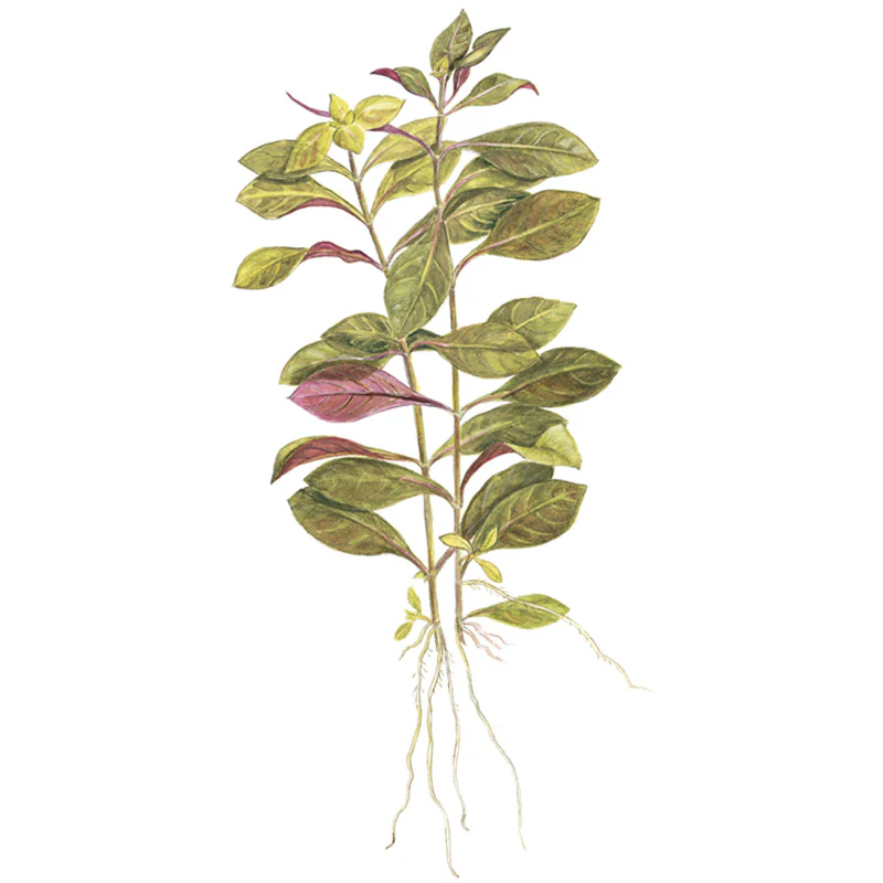 Ludwigia repens 'Rubin' Nr.7 potte - Image 4