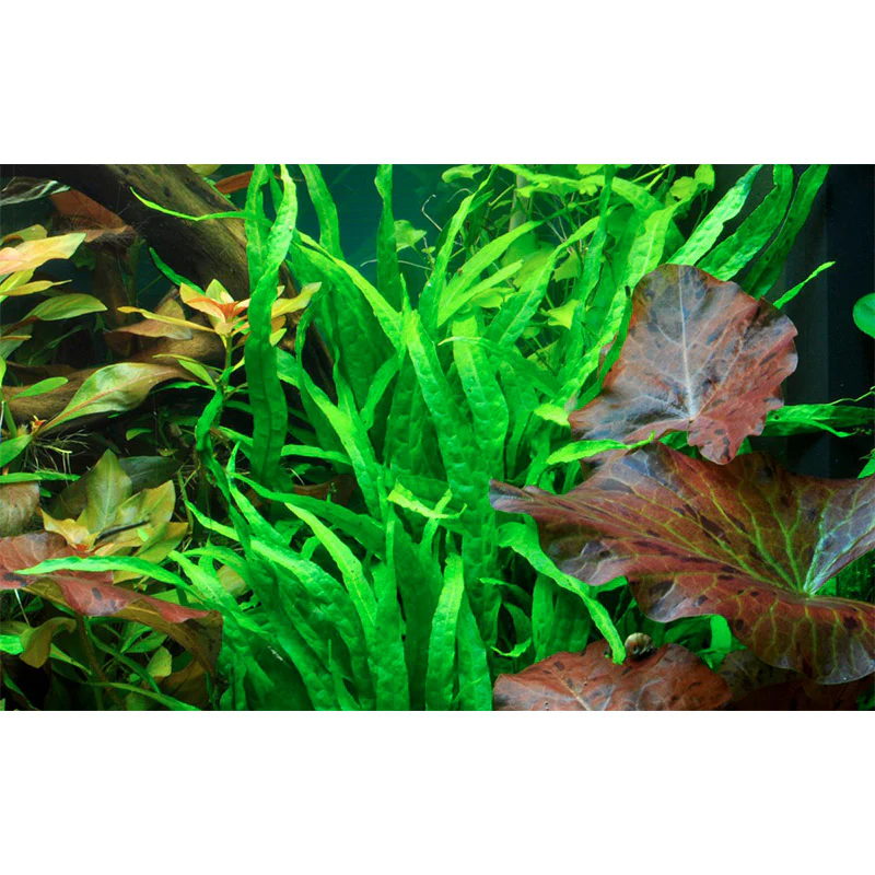 Microsorum pteropus 'Narrow' Nr.11 på rod - Image 4