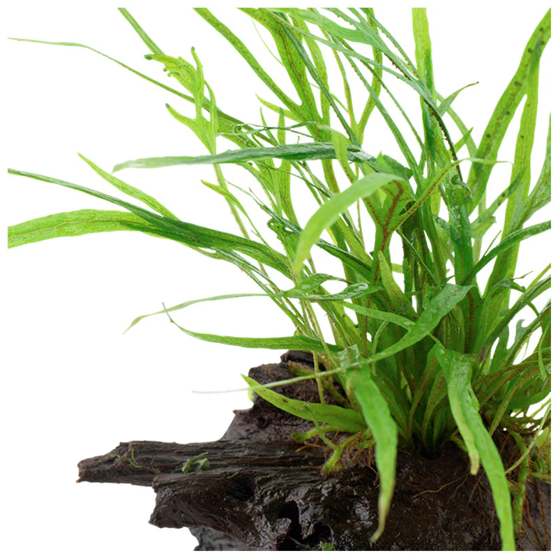Microsorum pteropus 'Trident' Nr.11 ca. 15-20 cm på rod - Image 3