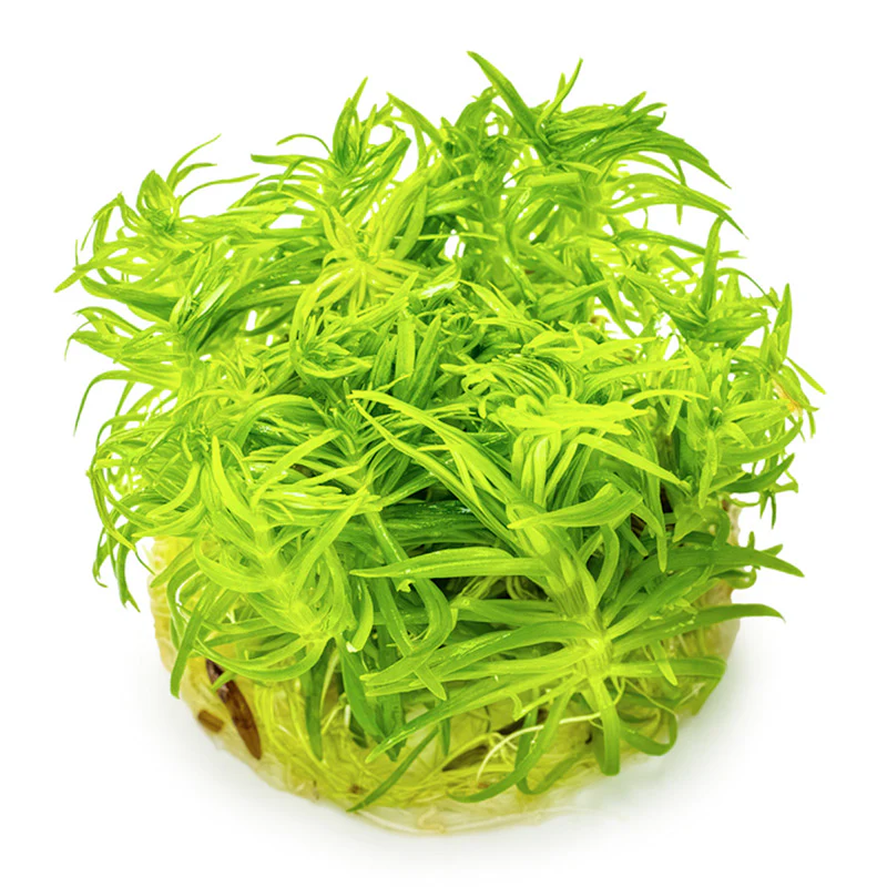 Pogostemon deccanensis Nr.8 1-2-Grow! - Image 3