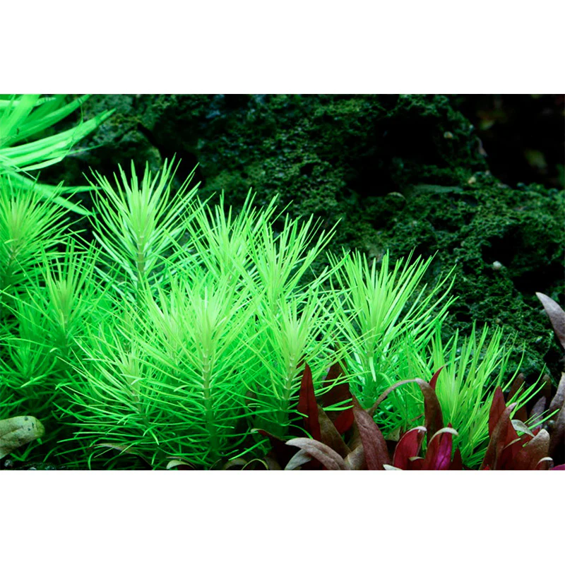 Pogostemon deccanensis Nr.8 1-2-Grow! - Image 4