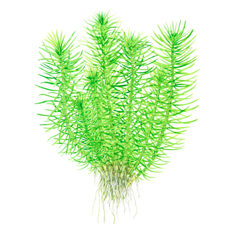Pogostemon deccanensis Nr.8 1-2-Grow! - Image 5