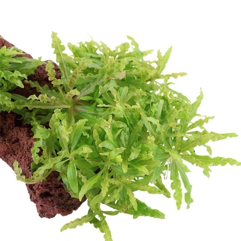 Pogostemon helferi Nr.10 ca. 10 cm på lavasten - Image 2