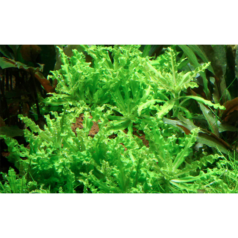Pogostemon helferi Nr.10 ca. 10 cm på lavasten - Image 3