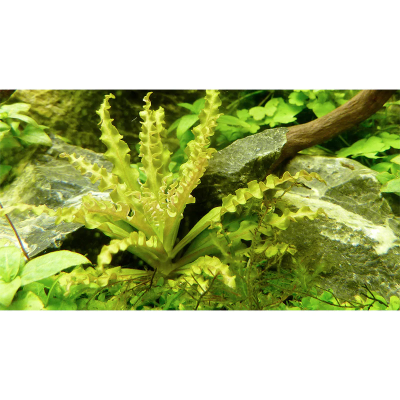 Pogostemon helferi Nr.10 ca. 10 cm på lavasten - Image 4