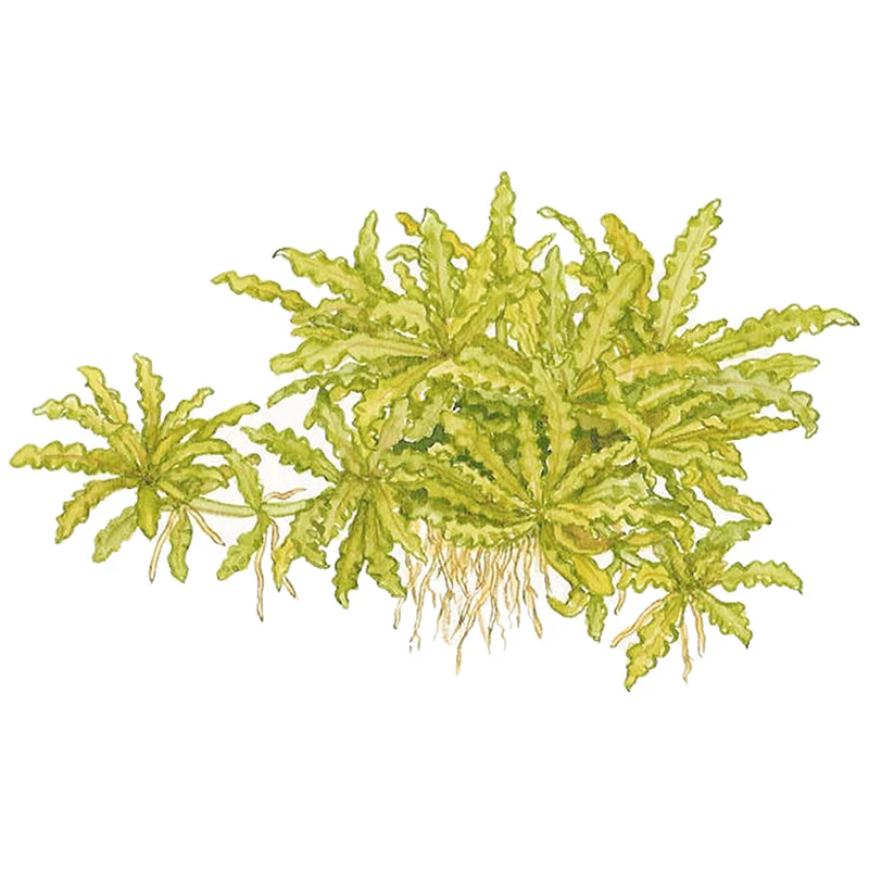 Pogostemon helferi Nr.10 ca. 10 cm på lavasten - Image 5
