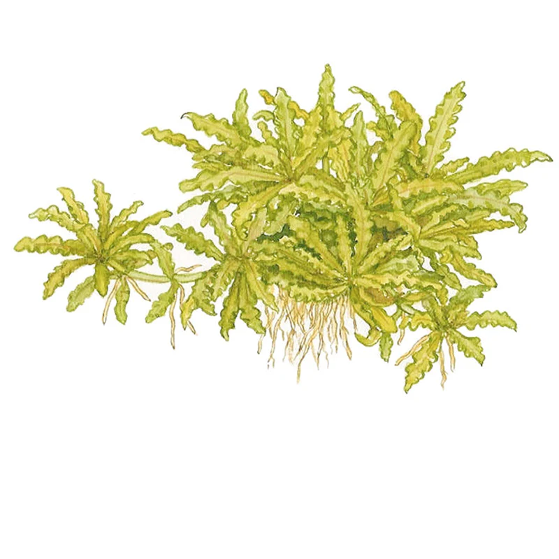 Progostemon Helferi Nr.8 ca. 3-10 cm - Image 4