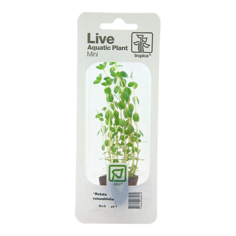 Rotala Rotundifolia Nr.4