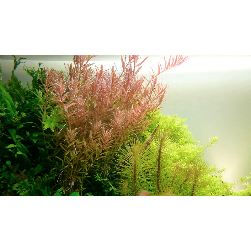 Rotala Rotundifolia Nr.4 - Image 2
