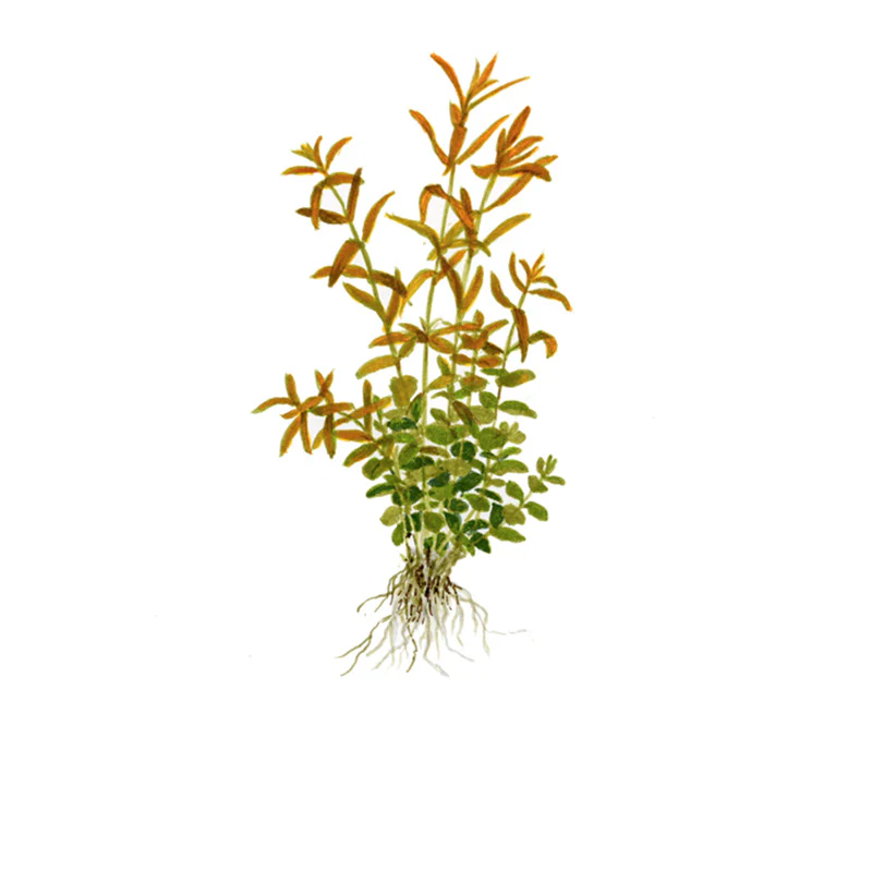Rotala Rotundifolia Nr.4 - Image 3