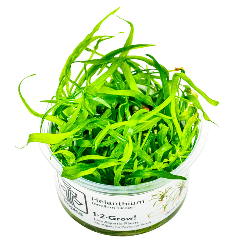 Tropica Helanthium Tenellum Gr Nr.8 Højde: Ca, 5 - 10 Cm