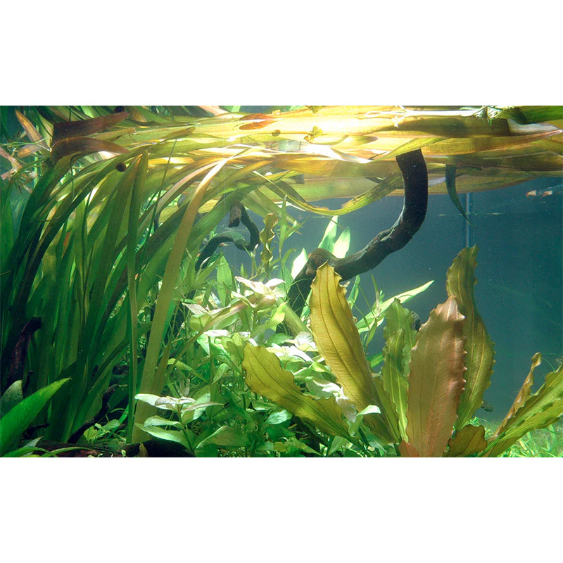 Vallisneria americana 'Gigantea' Nr.8 ca. 10-15 cm - Image 2