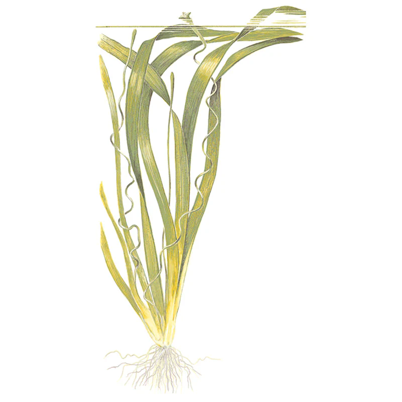Vallisneria americana 'Gigantea' Nr.8 ca. 10-15 cm - Image 3