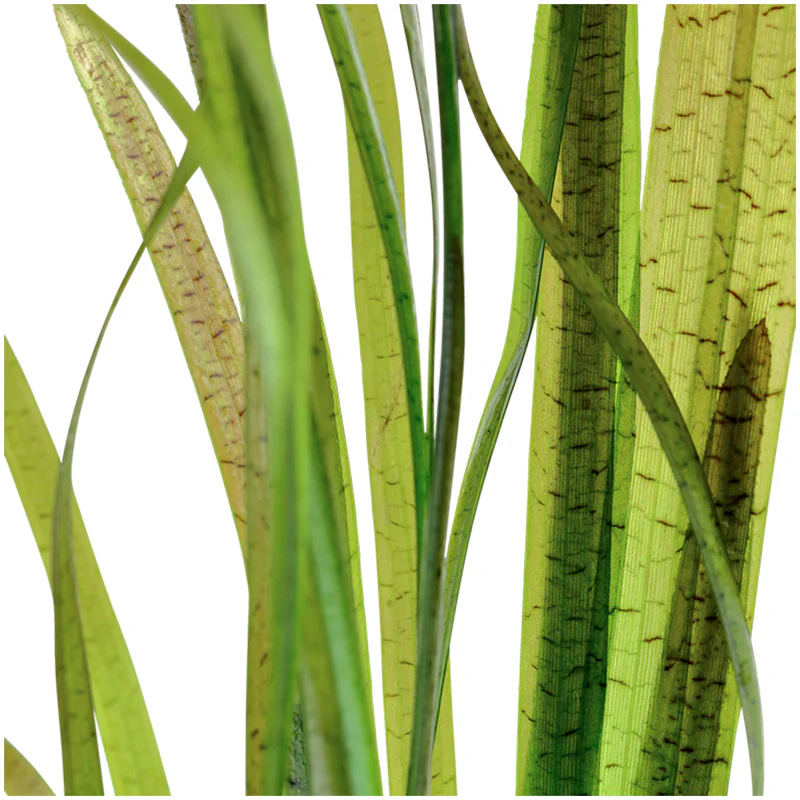 Vallisneria spiralis "Tiger" Nr.7 ca. 30-55 cm - Image 2