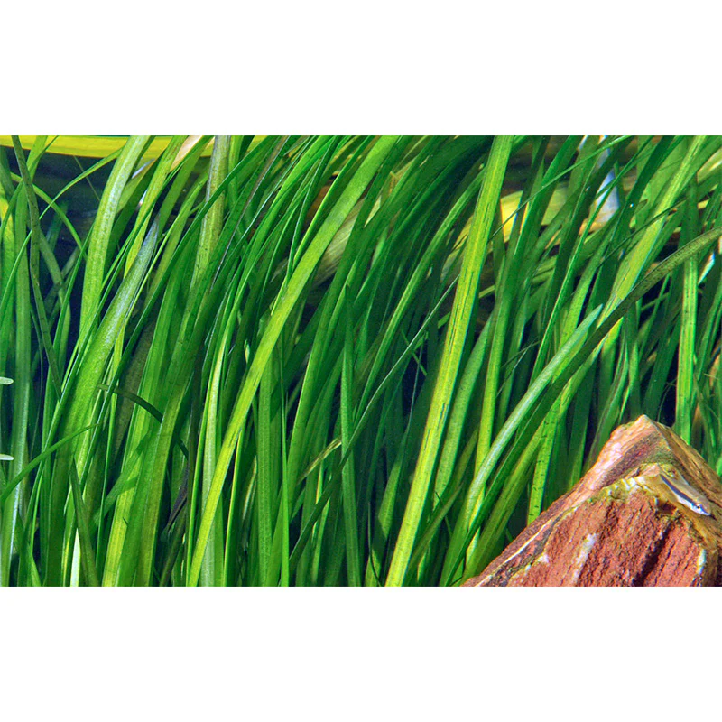 Vallisneria spiralis "Tiger" Nr.7 ca. 30-55 cm - Image 3